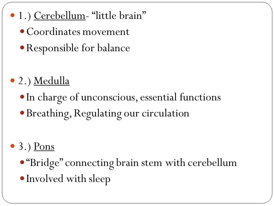 1.) Cerebellum- little brain Coordinates movement Responsible for balance 2.) Medulla In charge of unconscious, essential functions Breathing, Regulating our circulation 3.) Pons Bridge connecting brain stem with cerebellum Involved with sleep