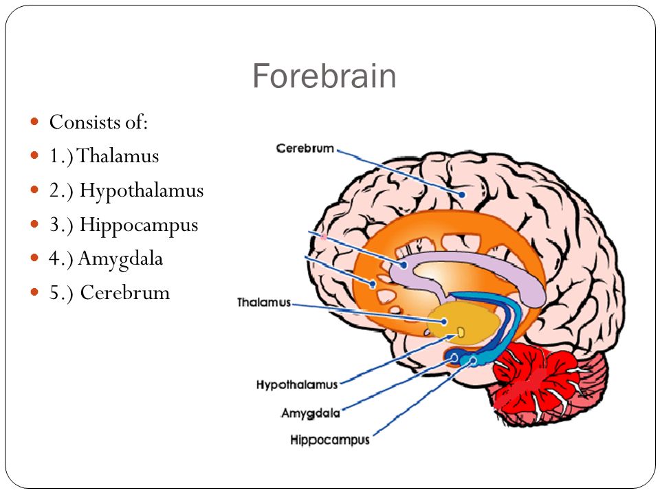 Forebrain Consists of: 1.) Thalamus 2.) Hypothalamus 3.) Hippocampus 4.) Amygdala 5.) Cerebrum