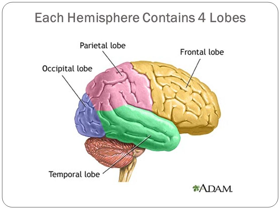 Each Hemisphere Contains 4 Lobes