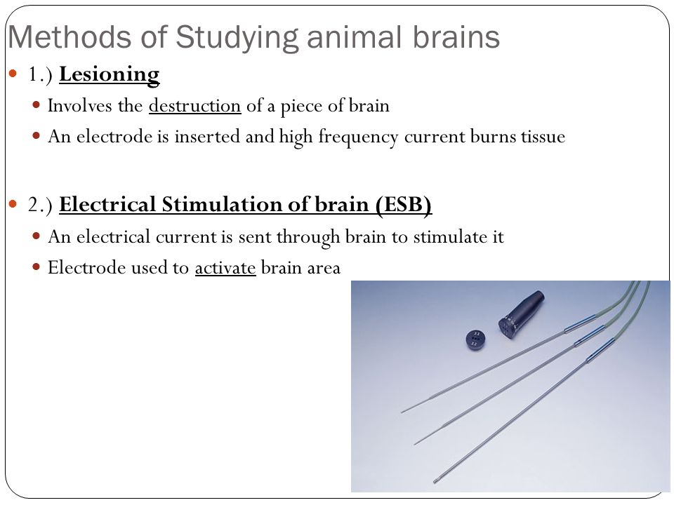 Methods of Studying animal brains 1.) Lesioning Involves the destruction of a piece of brain An electrode is inserted and high frequency current burns tissue 2.) Electrical Stimulation of brain (ESB) An electrical current is sent through brain to stimulate it Electrode used to activate brain area
