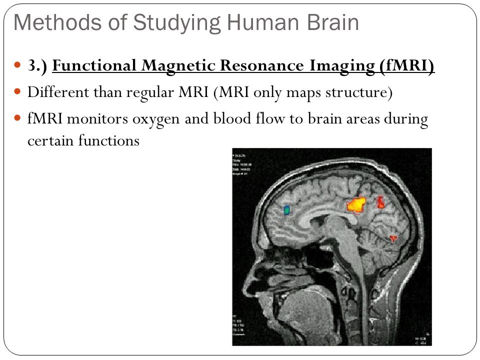 Methods of Studying Human Brain 3.) Functional Magnetic Resonance Imaging (fMRI) Different than regular MRI (MRI only maps structure) fMRI monitors oxygen and blood flow to brain areas during certain functions