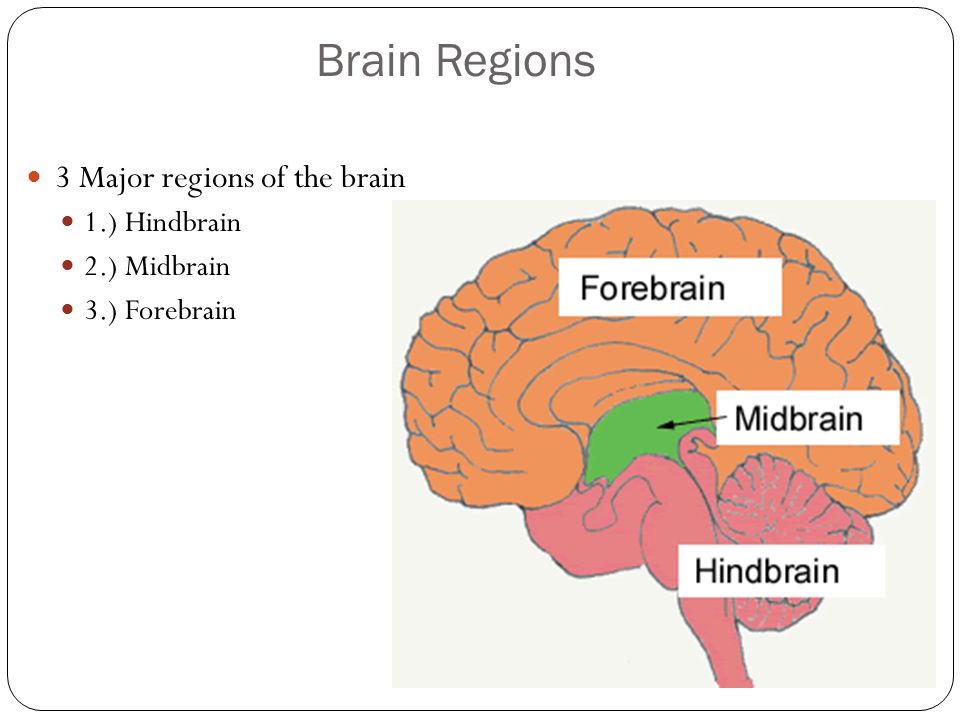 Brain Regions 3 Major regions of the brain 1.) Hindbrain 2.) Midbrain 3.) Forebrain
