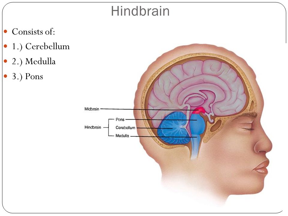 Hindbrain Consists of: 1.) Cerebellum 2.) Medulla 3.) Pons