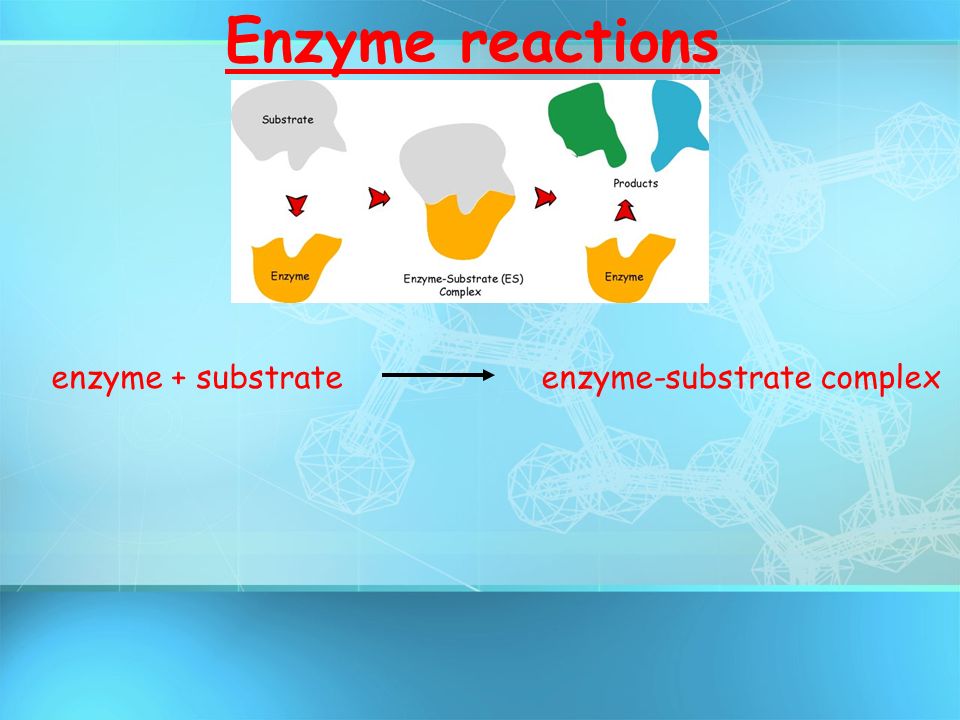 Enzyme reactions enzyme + substrateenzyme-substrate complex