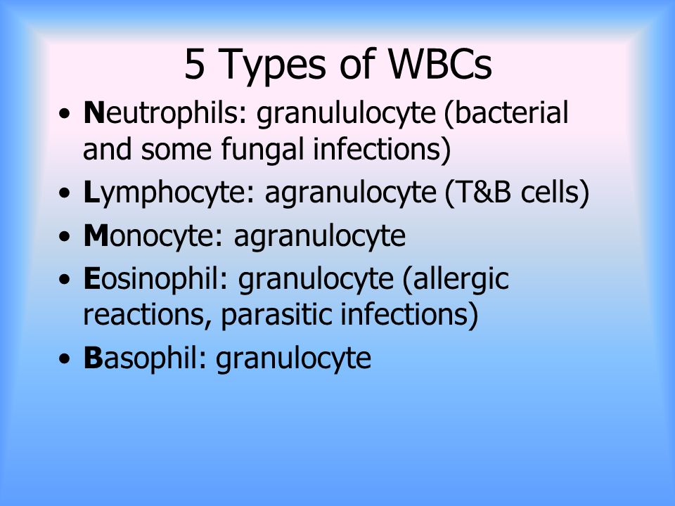 5 Types of WBCs Neutrophils: granululocyte (bacterial and some fungal infections) Lymphocyte: agranulocyte (T&B cells) Monocyte: agranulocyte Eosinophil: granulocyte (allergic reactions, parasitic infections) Basophil: granulocyte