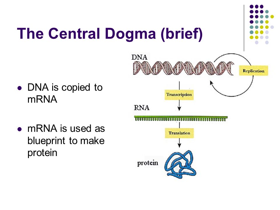 central dogma