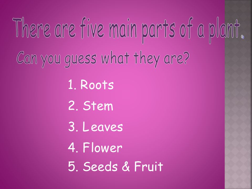 1. R 2. S 3. L 4. F oots tem eaves lower 5. Seeds & Fruit
