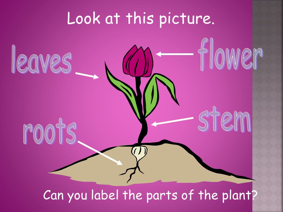 Look at this picture. Can you label the parts of the plant