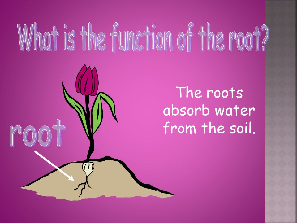 The roots absorb water from the soil.