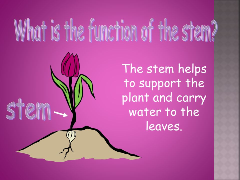 The stem helps to support the plant and carry water to the leaves.