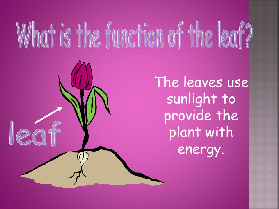 The leaves use sunlight to provide the plant with energy.