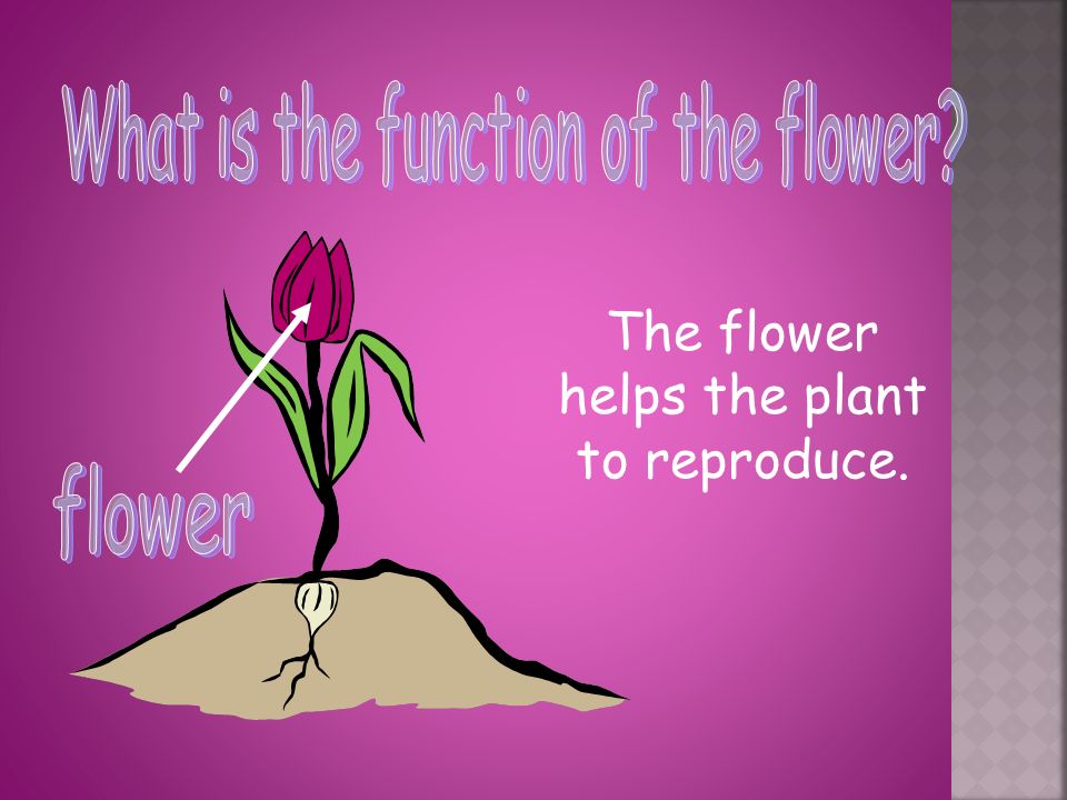 The flower helps the plant to reproduce.