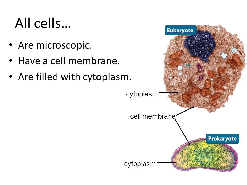 All cells… Are microscopic. Have a cell membrane.