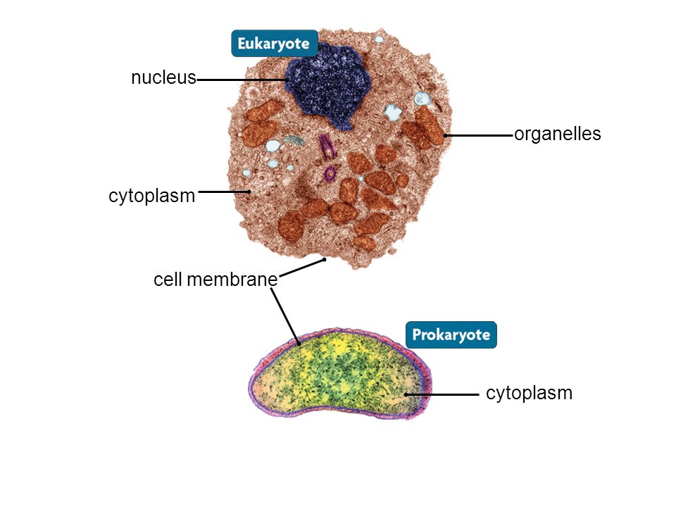 nucleus organelles cell membrane cytoplasm