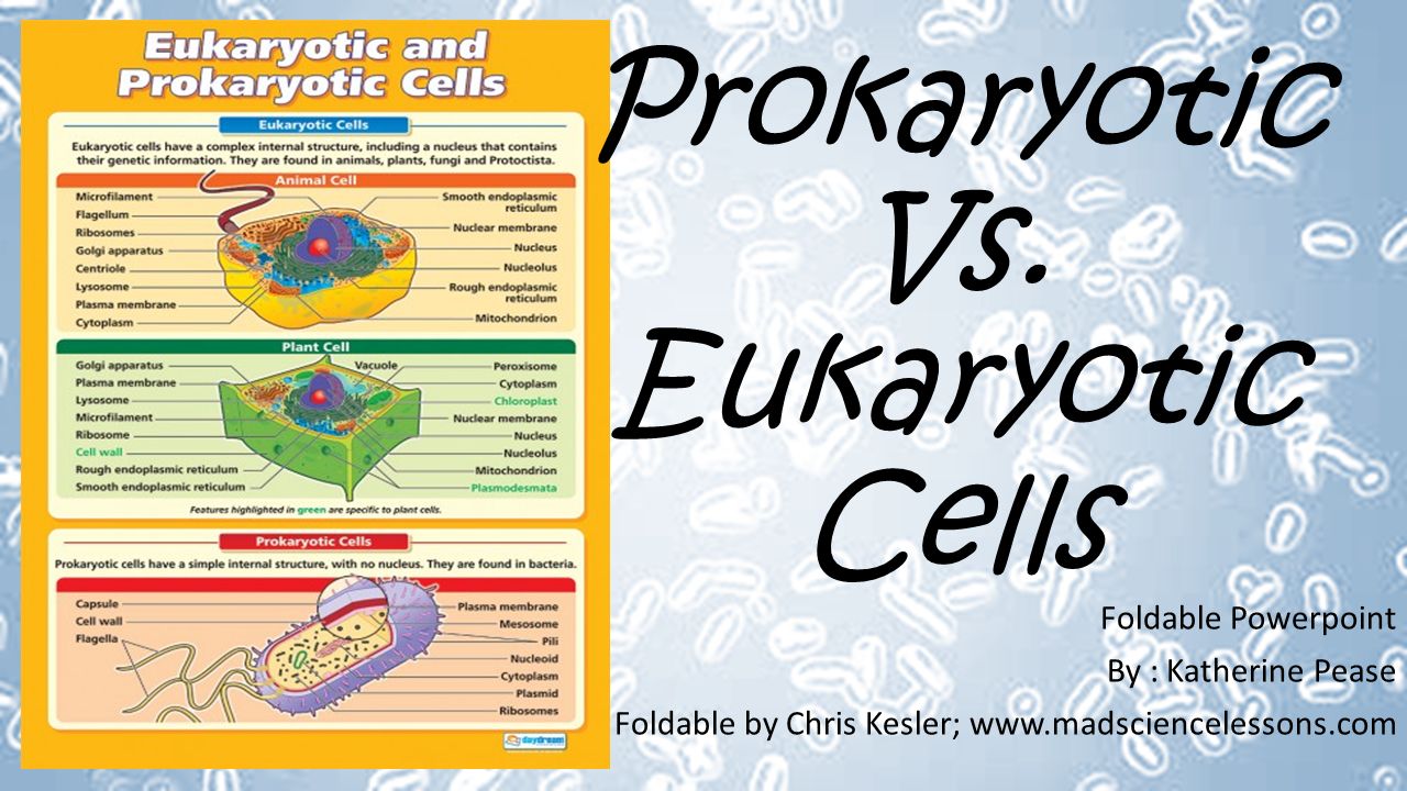 Prokaryotic Vs Eukaryotic Cells Foldable Powerpoint By 1 Prokaryotic Vs Eukaryotic Cells Foldable Powerpoint