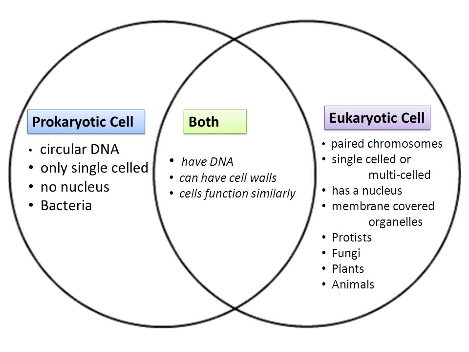 Prokaryotic And Eukaryotic Cells Worksheet Termolak Prokaryotic And Eukaryotic Cells Worksheet Sharebrowse