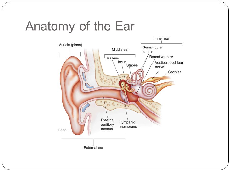 Worksheets The Ear Hearing And Balance Worksheet Answers collection the ear hearing and balance worksheet photos kaessey worksheets for school kaessey