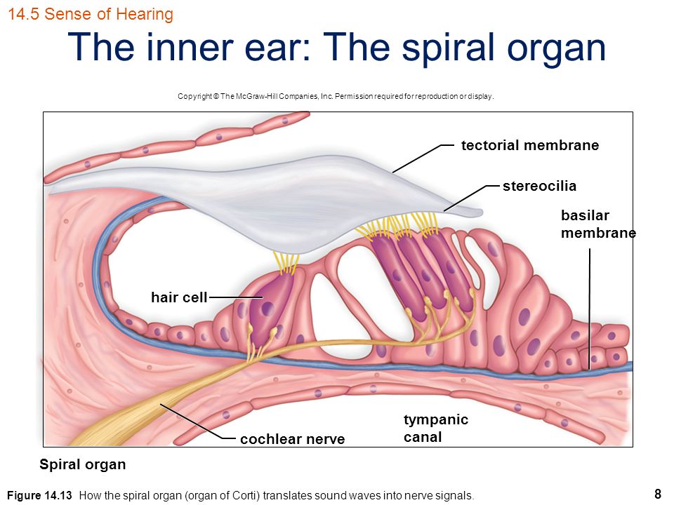 hearing loss and stem cell research by courtney morse on prezi inner ear wikipedia