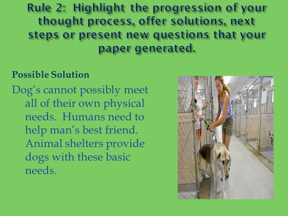 beaten like dogs essay beaten like dogs essay