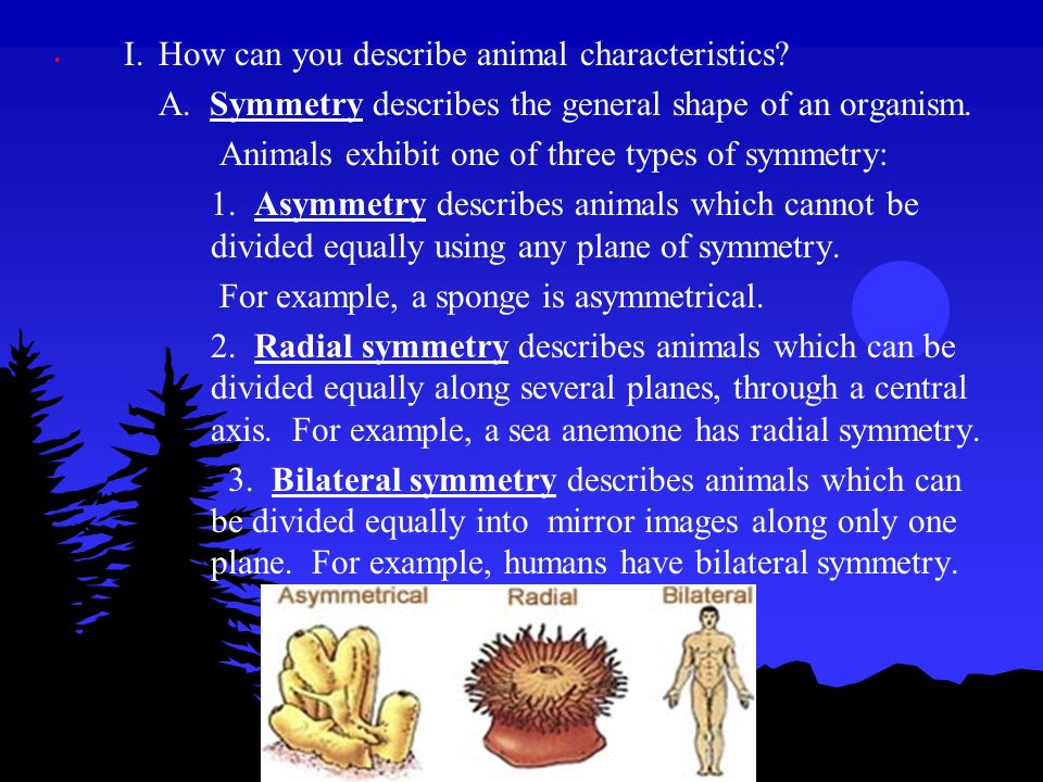 a description of the amebas as one of the simplest organisms with animal characteristics The circulatory system involves the circulation of blood which serves to a site or sites where it can be oxygenated, and where wastes can be disposed. a description of the amebas as one of the simplest organisms with animal characteristics The circulatory system involves the circulation of blood which serves to a site or sites where it can be oxygenated, and where wastes can be disposed.