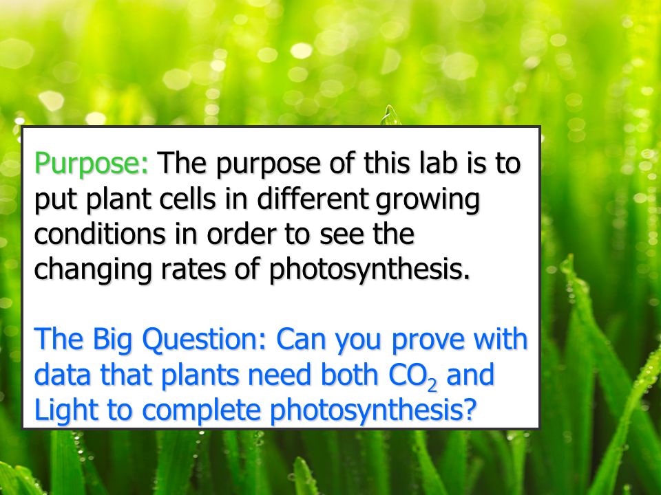 co2 consumption rate photosynthesis lab Lab 7 – photosynthesis from the environment such as carbon dioxide (co 2) exercise 1 – observing photosynthesis via co 2 consumption 1. co2 consumption rate photosynthesis lab Lab 7 – photosynthesis from the environment such as carbon dioxide (co 2) exercise 1 – observing photosynthesis via co 2 consumption 1.