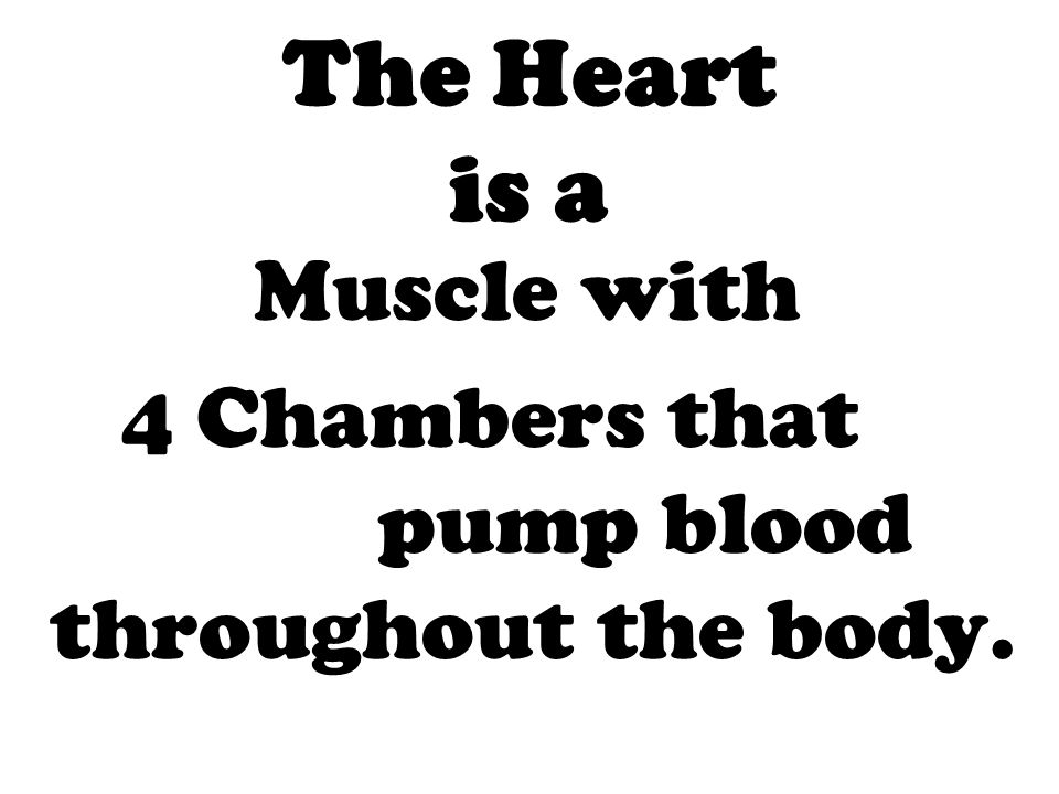 The Heart is a Muscle with 4 Chambers that pump blood throughout the body.