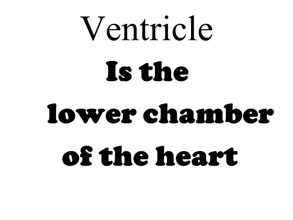 Ventricle Is the lower chamber of the heart