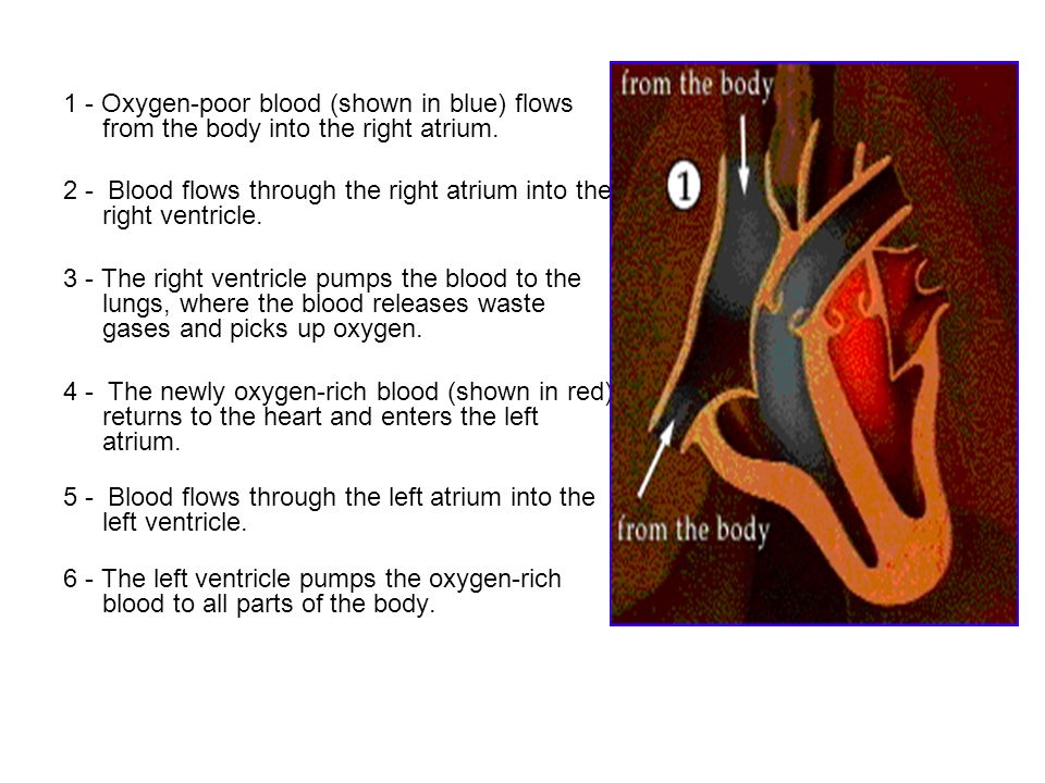 1 - Oxygen-poor blood (shown in blue) flows from the body into the right atrium.