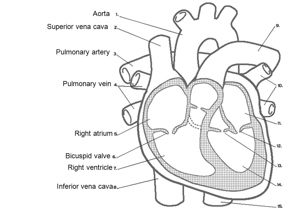 Aorta Superior vena cava Pulmonary artery Pulmonary vein Bicuspid valve Right atrium Right ventricle Inferior vena cava