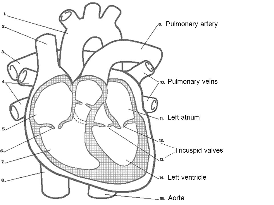 Pulmonary artery Pulmonary veins Left atrium Tricuspid valves Left ventricle Aorta