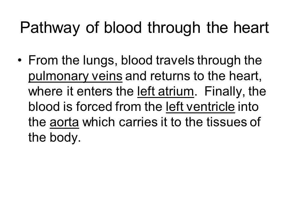 Pathway of blood through the heart From the lungs, blood travels through the pulmonary veins and returns to the heart, where it enters the left atrium.