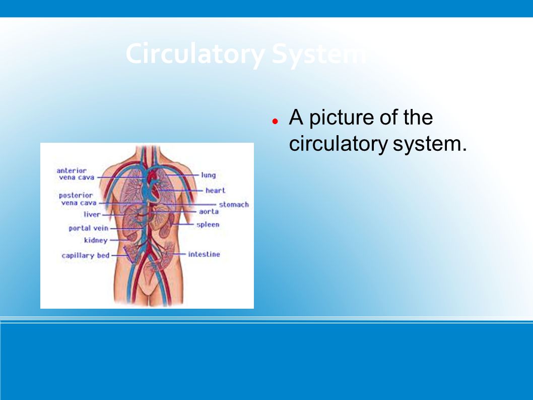 Circulatory System A picture of the circulatory system.