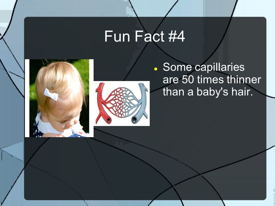Fun Fact #4 Some capillaries are 50 times thinner than a baby s hair.