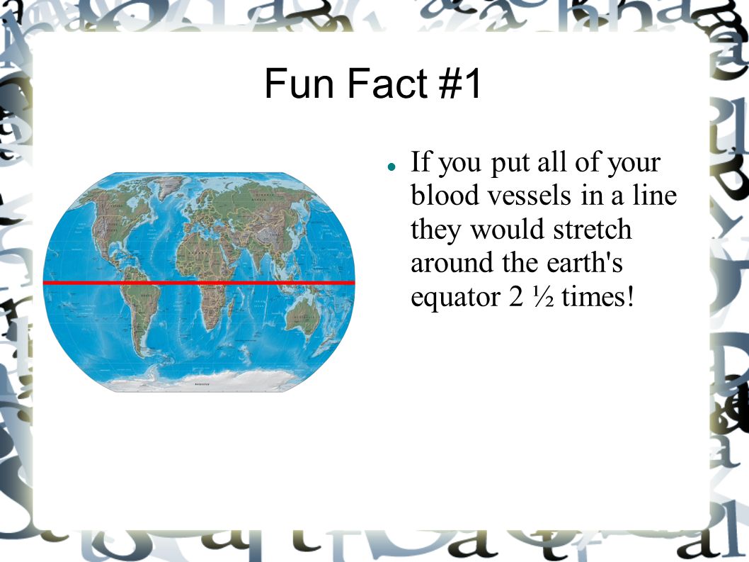 Fun Fact #1 If you put all of your blood vessels in a line they would stretch around the earth s equator 2 ½ times!