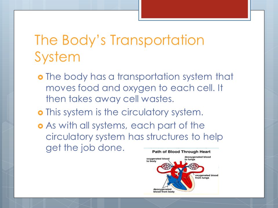 The Body’s Transportation System  The body has a transportation system that moves food and oxygen to each cell.