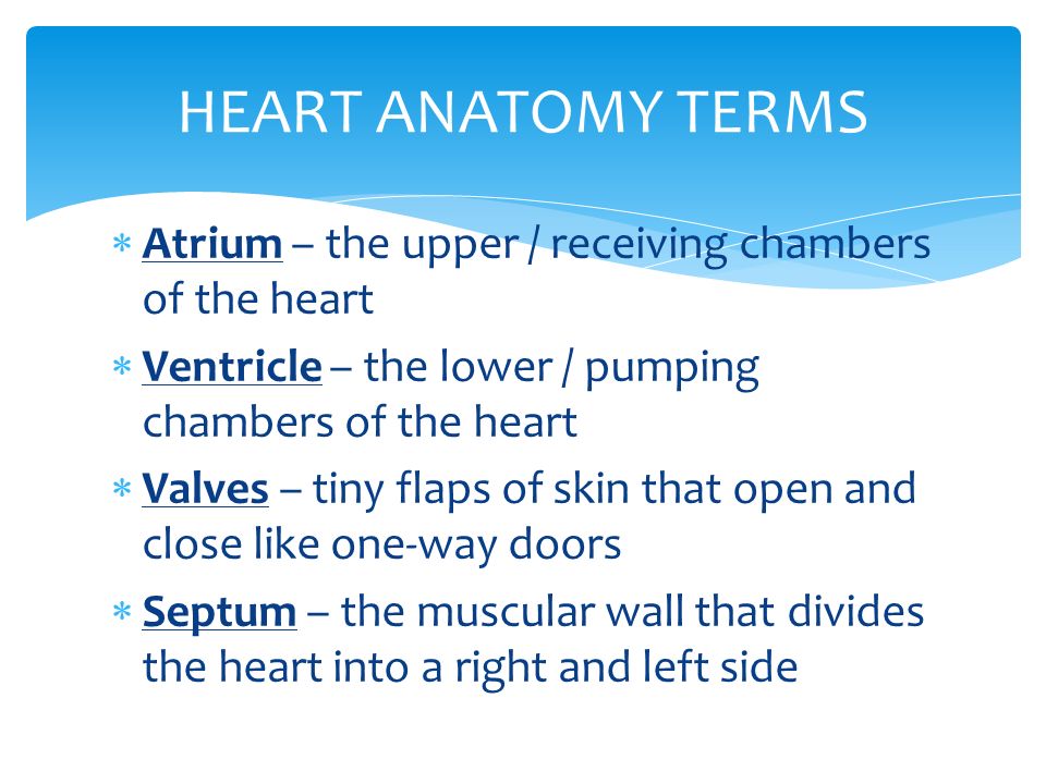 HEART ANATOMY