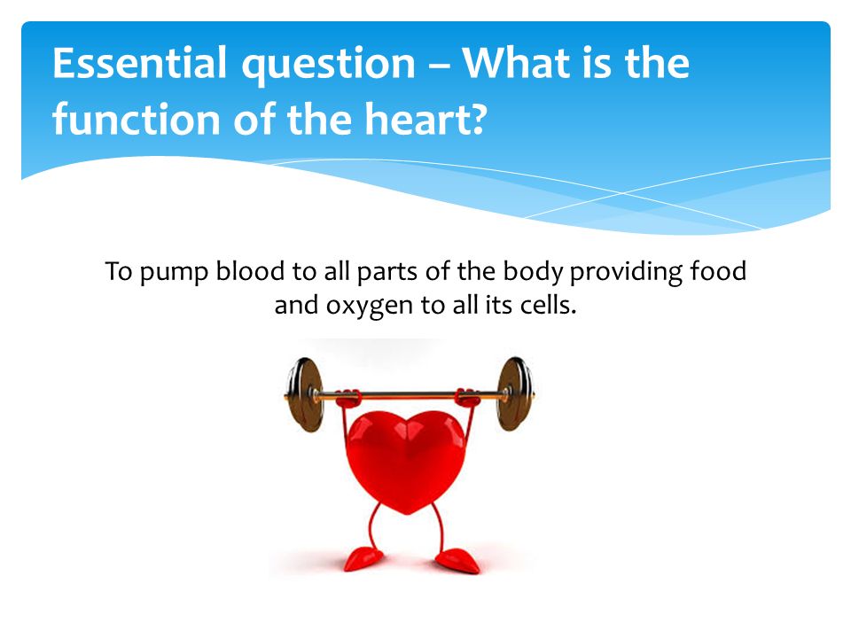  The muscular pump that makes the cardiovascular system work.
