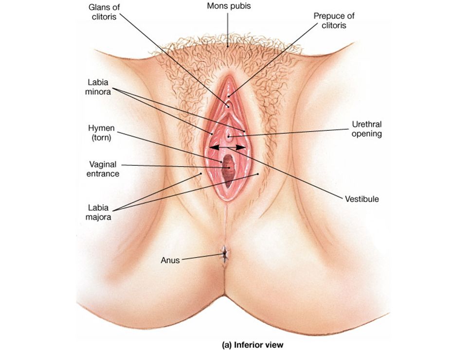Sexy pictures of a womens vagina