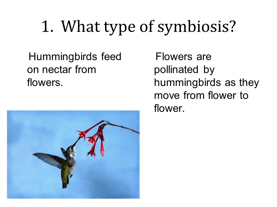 Worksheets Types Of Symbiosis Worksheet types of symbiosis worksheet answers intrepidpath good buds 1 what type hummingbirds feed on