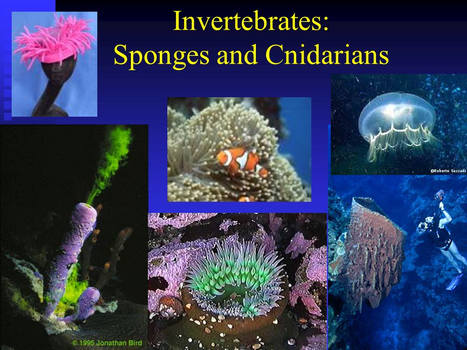 Invertebrates: Sponges and Cnidarians
