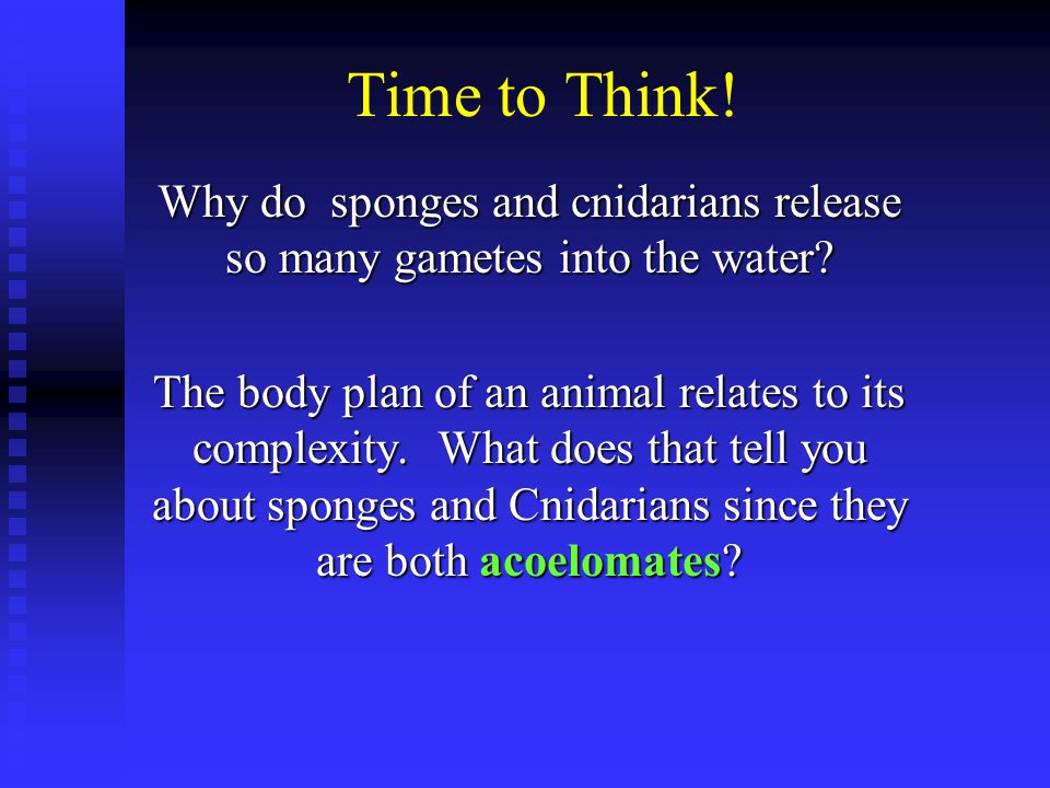 Time to Think. Why do sponges and cnidarians release so many gametes into the water.