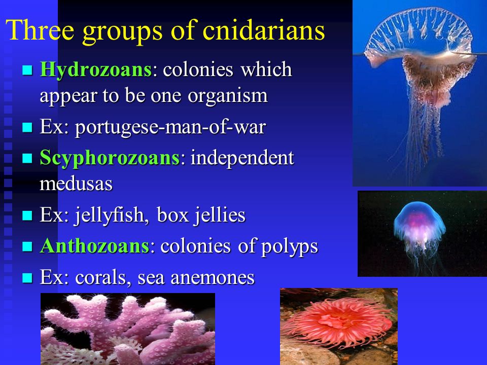 Three groups of cnidarians Hydrozoans: colonies which appear to be one organism Hydrozoans: colonies which appear to be one organism Ex: portugese-man-of-war Ex: portugese-man-of-war Scyphorozoans: independent medusas Scyphorozoans: independent medusas Ex: jellyfish, box jellies Ex: jellyfish, box jellies Anthozoans: colonies of polyps Anthozoans: colonies of polyps Ex: corals, sea anemones Ex: corals, sea anemones
