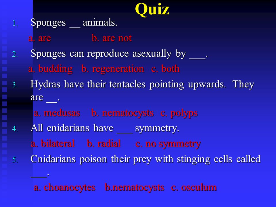 Quiz 1. Sponges __ animals. a. are b. are not a.