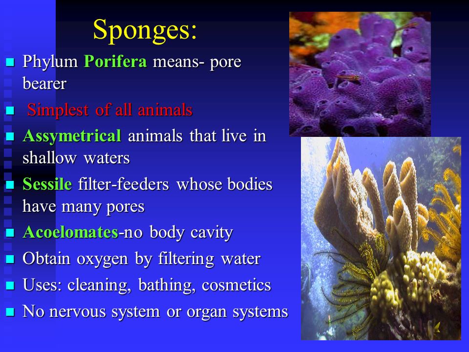 Sponges: Phylum Porifera means- pore bearer Phylum Porifera means- pore bearer Simplest of all animals Simplest of all animals Assymetrical animals that live in shallow waters Assymetrical animals that live in shallow waters Sessile filter-feeders whose bodies have many pores Sessile filter-feeders whose bodies have many pores Acoelomates-no body cavity Acoelomates-no body cavity Obtain oxygen by filtering water Obtain oxygen by filtering water Uses: cleaning, bathing, cosmetics Uses: cleaning, bathing, cosmetics No nervous system or organ systems No nervous system or organ systems