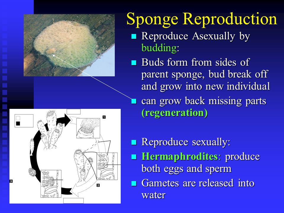 Sponge Reproduction Reproduce Asexually by budding: Reproduce Asexually by budding: Buds form from sides of parent sponge, bud break off and grow into new individual Buds form from sides of parent sponge, bud break off and grow into new individual can grow back missing parts (regeneration) can grow back missing parts (regeneration) Reproduce sexually: Reproduce sexually: Hermaphrodites: produce both eggs and sperm Hermaphrodites: produce both eggs and sperm Gametes are released into water Gametes are released into water