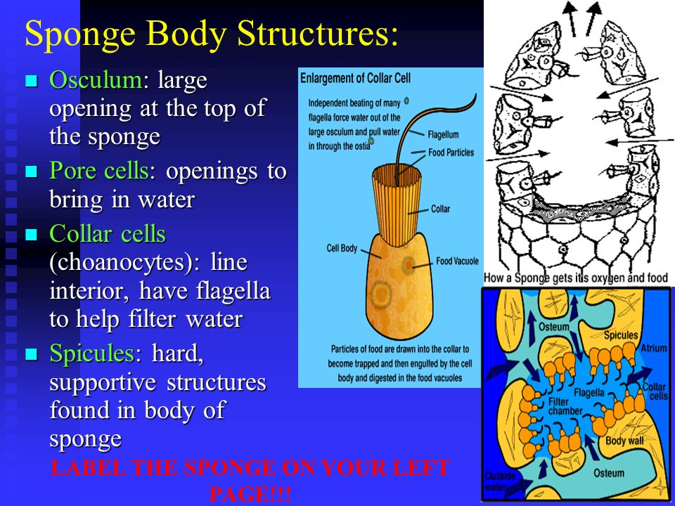 Sponge Body Structures: Osculum: large opening at the top of the sponge Osculum: large opening at the top of the sponge Pore cells: openings to bring in water Pore cells: openings to bring in water Collar cells (choanocytes): line interior, have flagella to help filter water Collar cells (choanocytes): line interior, have flagella to help filter water Spicules: hard, supportive structures found in body of sponge Spicules: hard, supportive structures found in body of sponge LABEL THE SPONGE ON YOUR LEFT PAGE!!!
