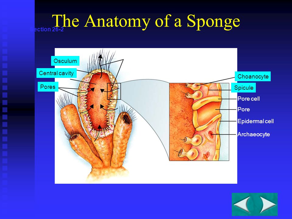 Section 26-2 Water flow Choanocyte Spicule Pore cell Pore Epidermal cell Archaeocyte Osculum Central cavity Pores The Anatomy of a Sponge