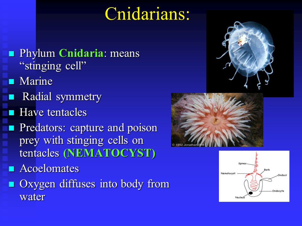 Cnidarians: Phylum Cnidaria: means stinging cell Phylum Cnidaria: means stinging cell Marine Marine Radial symmetry Radial symmetry Have tentacles Have tentacles Predators: capture and poison prey with stinging cells on tentacles (NEMATOCYST) Predators: capture and poison prey with stinging cells on tentacles (NEMATOCYST) Acoelomates Acoelomates Oxygen diffuses into body from water Oxygen diffuses into body from water