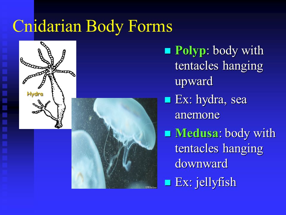 Cnidarian Body Forms Polyp: body with tentacles hanging upward Polyp: body with tentacles hanging upward Ex: hydra, sea anemone Ex: hydra, sea anemone Medusa: body with tentacles hanging downward Medusa: body with tentacles hanging downward Ex: jellyfish Ex: jellyfish
