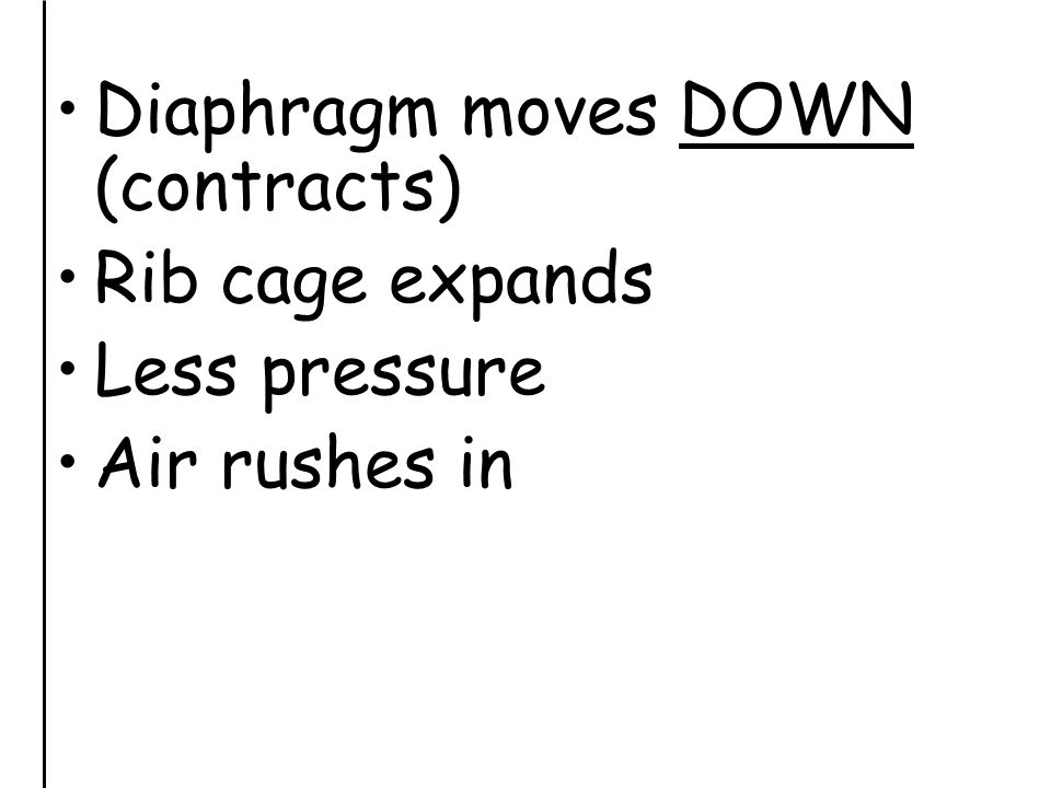 Diaphragm moves DOWN (contracts) Rib cage expands Less pressure Air rushes in